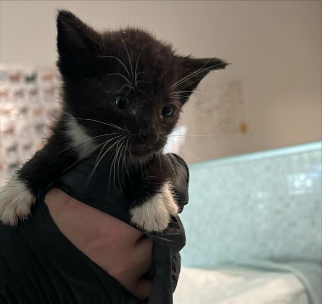 adoptable Cat in Fort Lauderdale, FL named A2384109