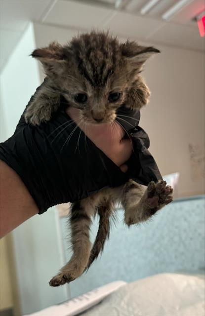 adoptable Cat in Fort Lauderdale, FL named A2384113