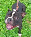 adoptable Dog in , FL named MERVYN