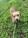 adoptable Dog in , FL named STARK