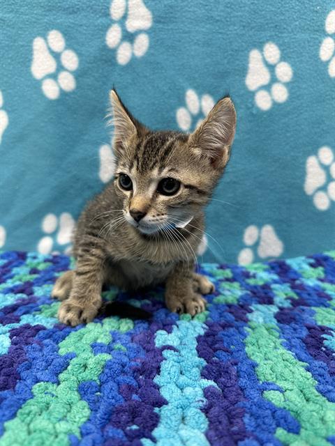 adoptable Cat in Fort Lauderdale, FL named OLLIE