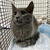 adoptable Cat in  named A2384161