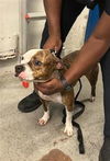 adoptable Dog in  named LUNA