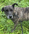 adoptable Dog in Fort Lauderdale, FL named HEATHER