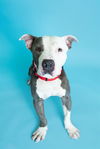 adoptable Dog in  named ADAM