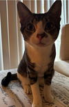 adoptable Cat in fort lauderdale, FL named A2401725