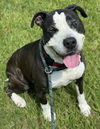 adoptable Dog in  named PLUTO