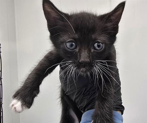 picture of the cat needing adoption