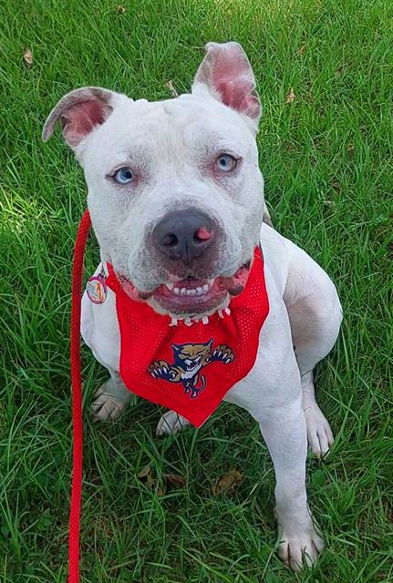 adoptable Dog in Fort Lauderdale, FL named OSWALD