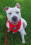 adoptable Dog in  named OSWALD