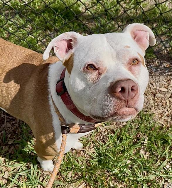 adoptable Dog in Fort Lauderdale, FL named NIKAN WHITE