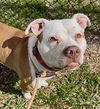 adoptable Dog in  named NIKAN WHITE