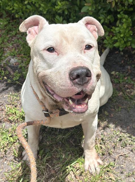 adoptable Dog in Fort Lauderdale, FL named RUCKUS