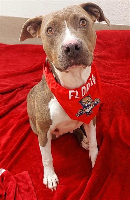 adoptable Dog in Fort Lauderdale, FL named TRIS