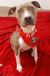 adoptable Dog in  named TRIS