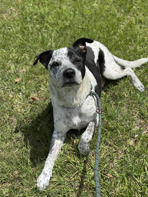 adoptable Dog in Fort Lauderdale, FL named BIFF