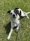 adoptable Dog in  named BIFF