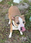 adoptable Dog in  named LUCY