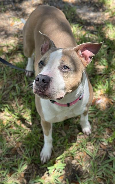 adoptable Dog in Fort Lauderdale, FL named LUCY