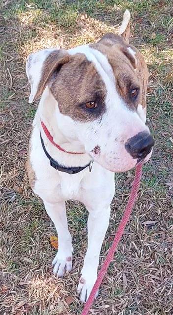 adoptable Dog in Fort Lauderdale, FL named AUGUSTUS