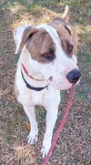 adoptable Dog in  named AUGUSTUS