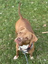 adoptable Dog in  named PETAL
