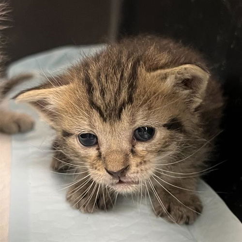 picture of the cat needing adoption