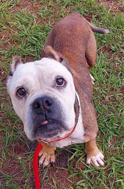 picture of the dog needing adoption