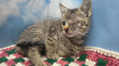 picture of the cat needing adoption
