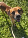 adoptable Dog in  named HEATH