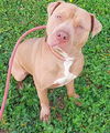 adoptable Dog in  named MARK