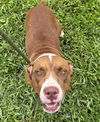 adoptable Dog in  named PRINCESS