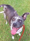 adoptable Dog in , FL named BLUEY