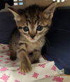 adoptable Cat in fort lauderdale, FL named A2424227