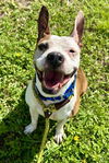 adoptable Dog in  named SHEA