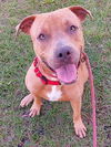 adoptable Dog in  named TOAST