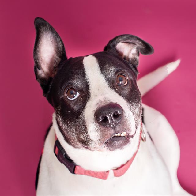 adoptable Dog in Fort Lauderdale, FL named ROXY