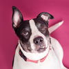 adoptable Dog in  named ROXY