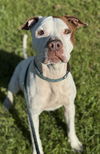 adoptable Dog in  named WOODY