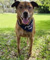 adoptable Dog in  named DOC