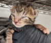 adoptable Cat in fort lauderdale, FL named A2427539