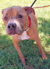 adoptable Dog in  named BI-HAN