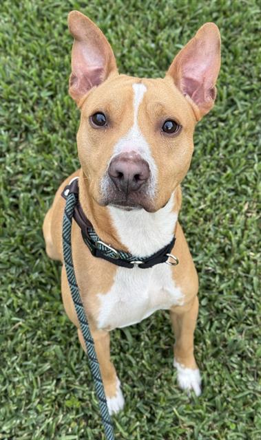 adoptable Dog in Fort Lauderdale, FL named HAZE