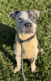 adoptable Dog in  named MILO