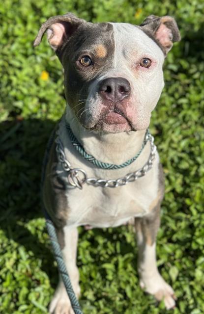 adoptable Dog in Fort Lauderdale, FL named CINCO