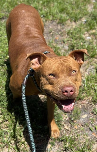 adoptable Dog in Fort Lauderdale, FL named RED