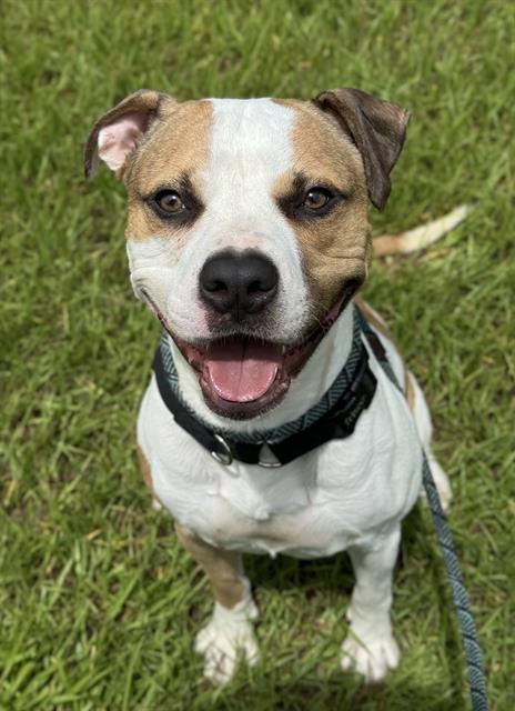 adoptable Dog in Fort Lauderdale, FL named DWIGHT