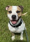 adoptable Dog in  named DWIGHT