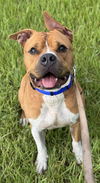 adoptable Dog in  named ACE