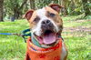 adoptable Dog in  named KALEO